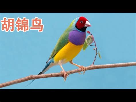 胡錦鳥親人嗎|【胡錦鳥親人嗎】聽話又親人的胡錦鳥？網友熱議胡錦。